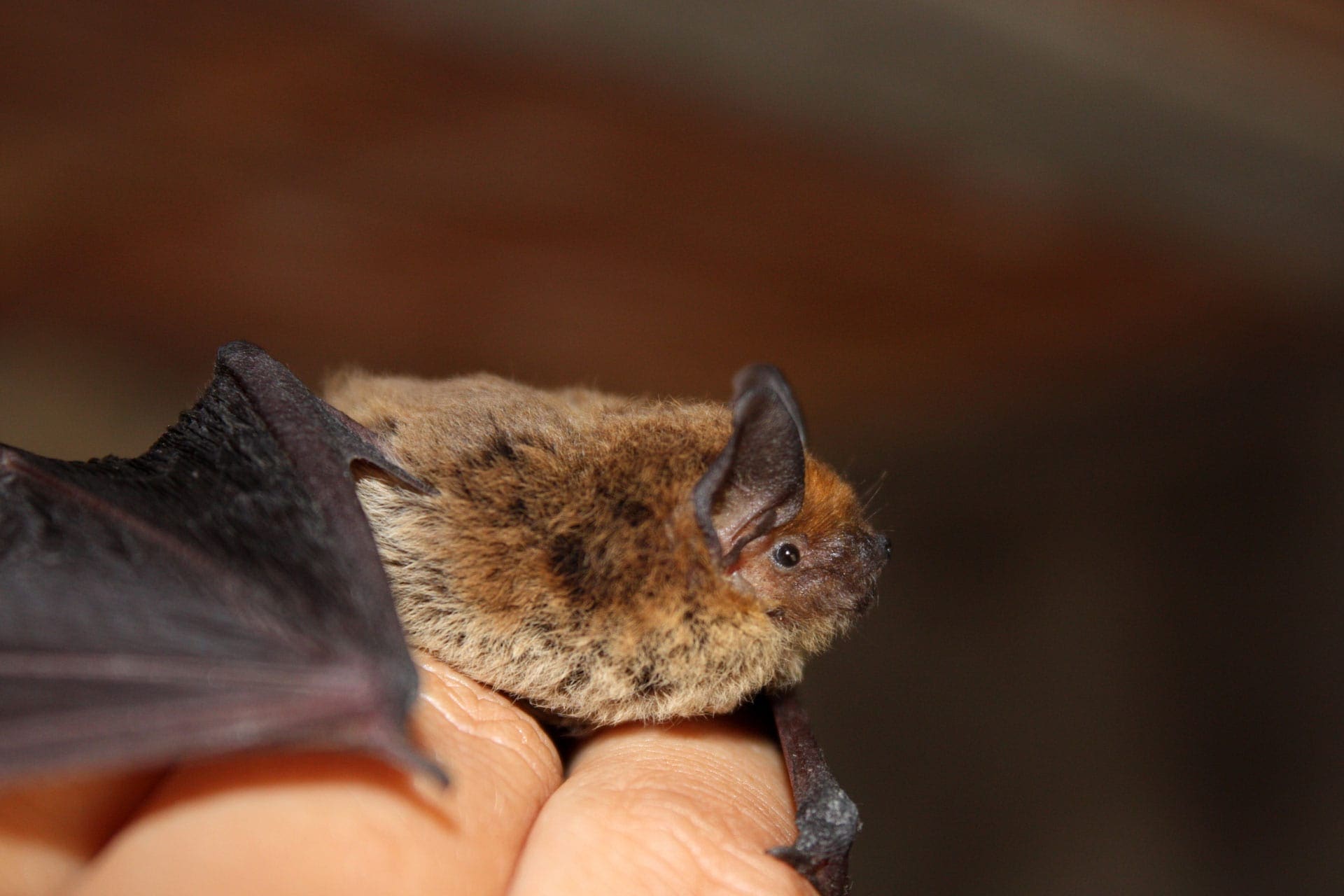 bat removal service bat removal service