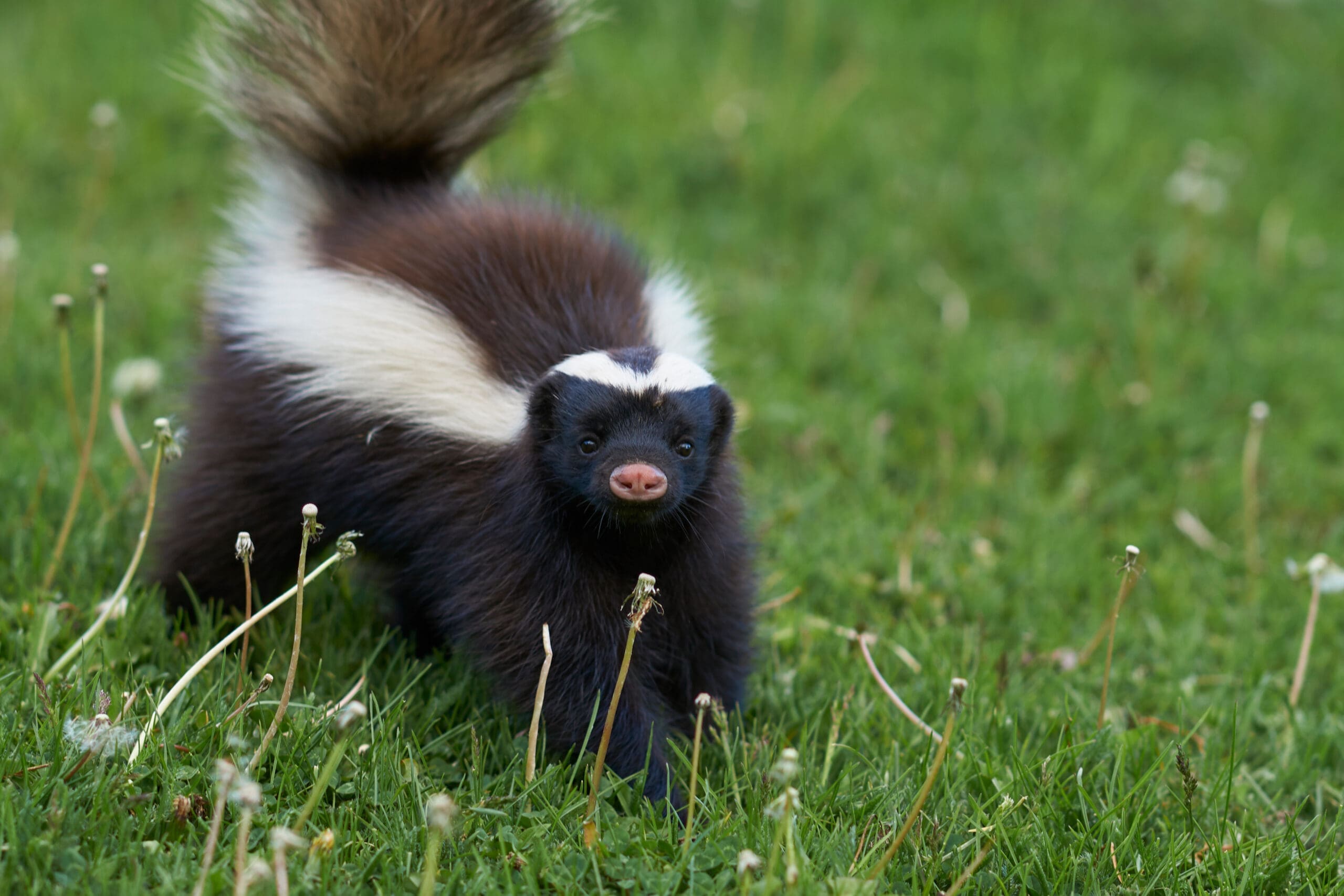 skunk removal skunk removal