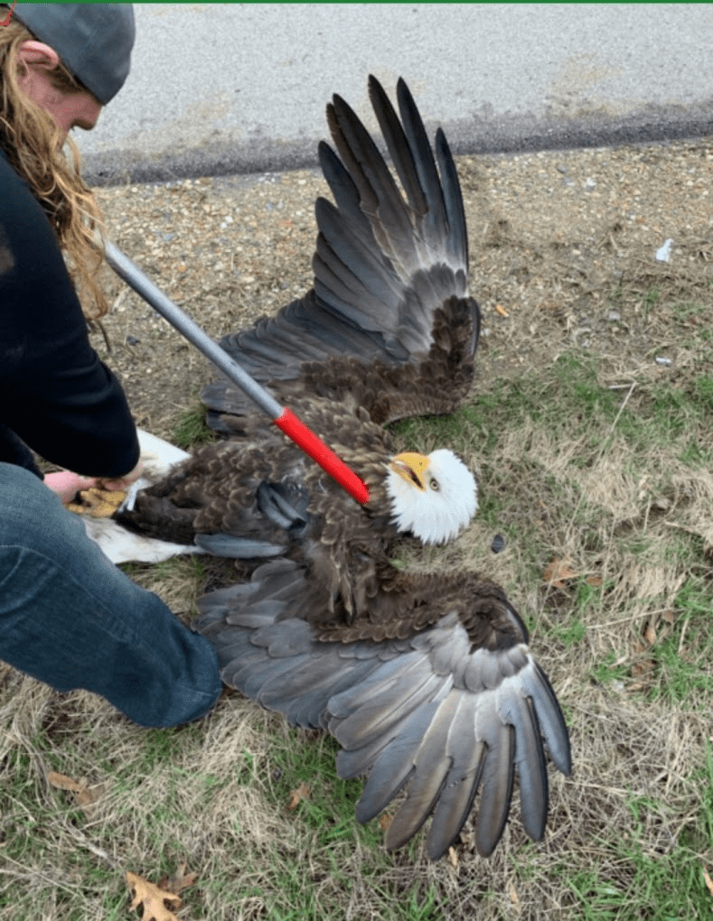 michiana wildlife rescuing an injured bald eagle with an animal control pole michiana wildlife rescuing an injured bald eagle with an animal control pole