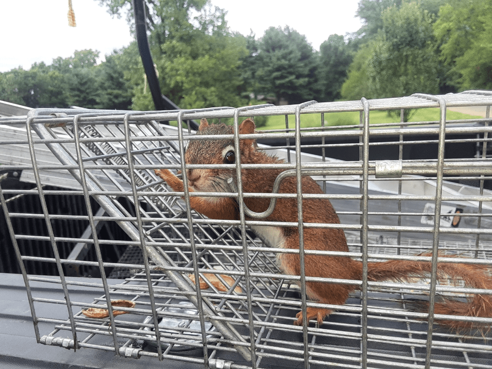 chipmunk trapping by michiana wildlife chipmunk trapping by michiana wildlife