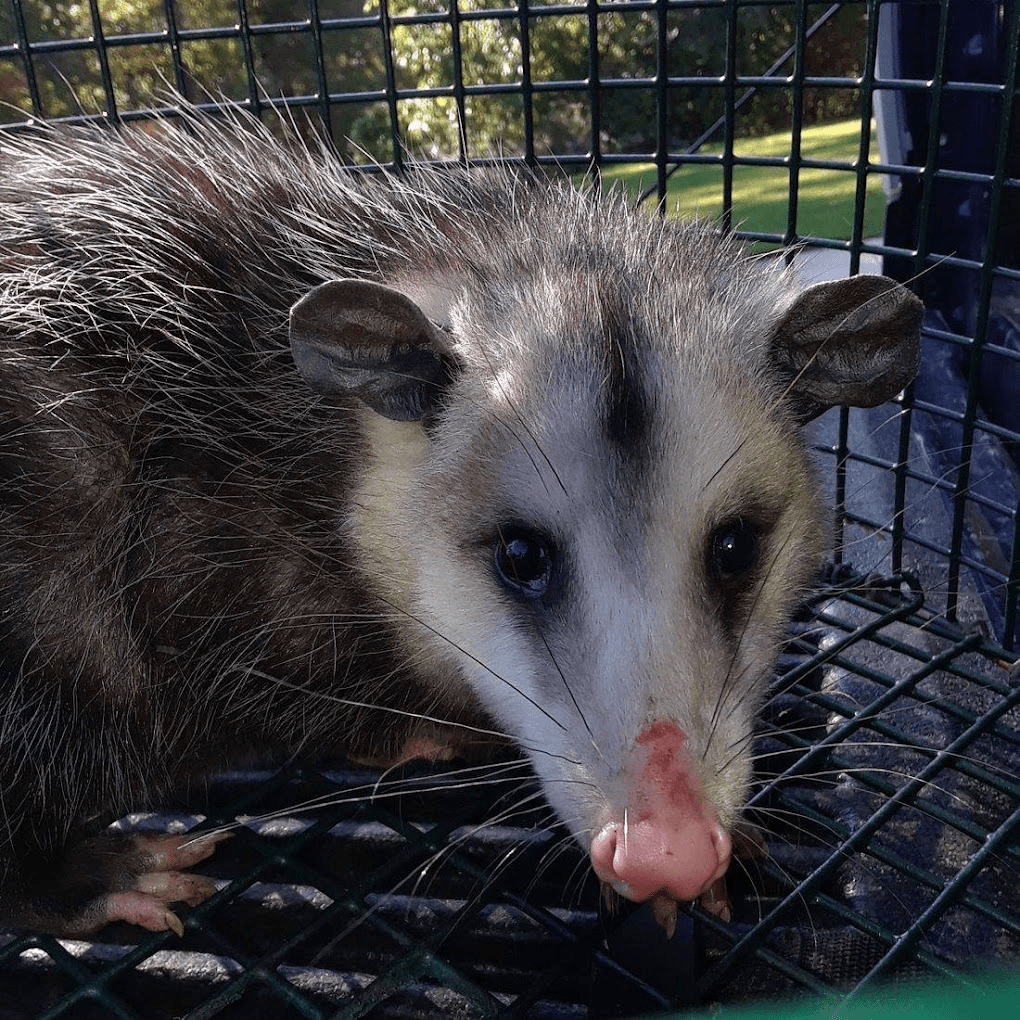opossum trapping by michiana wildlife opossum trapping by michiana wildlife