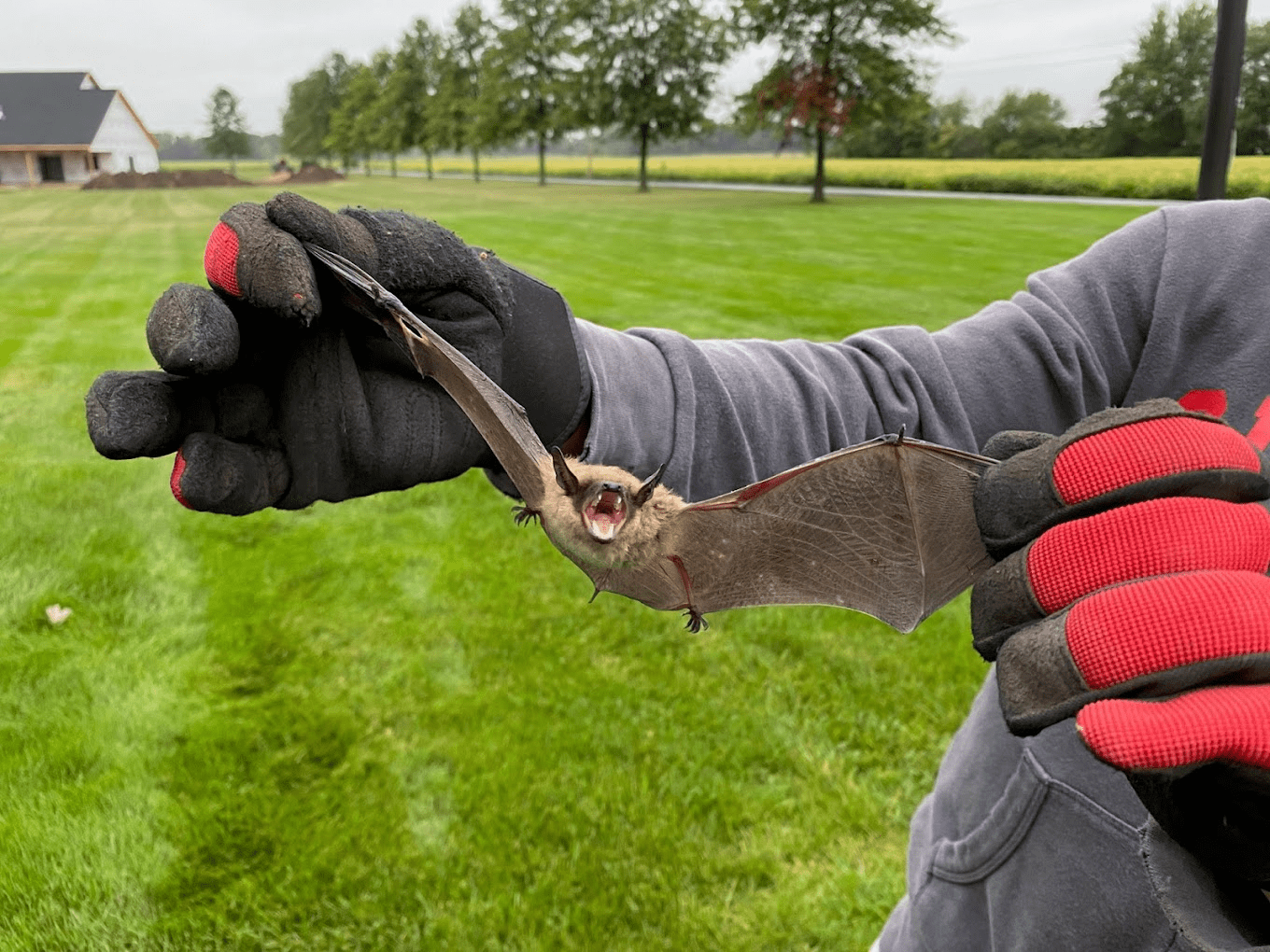 wildlife removal specialist holding a captured bat with gloves wildlife removal specialist holding a captured bat with gloves