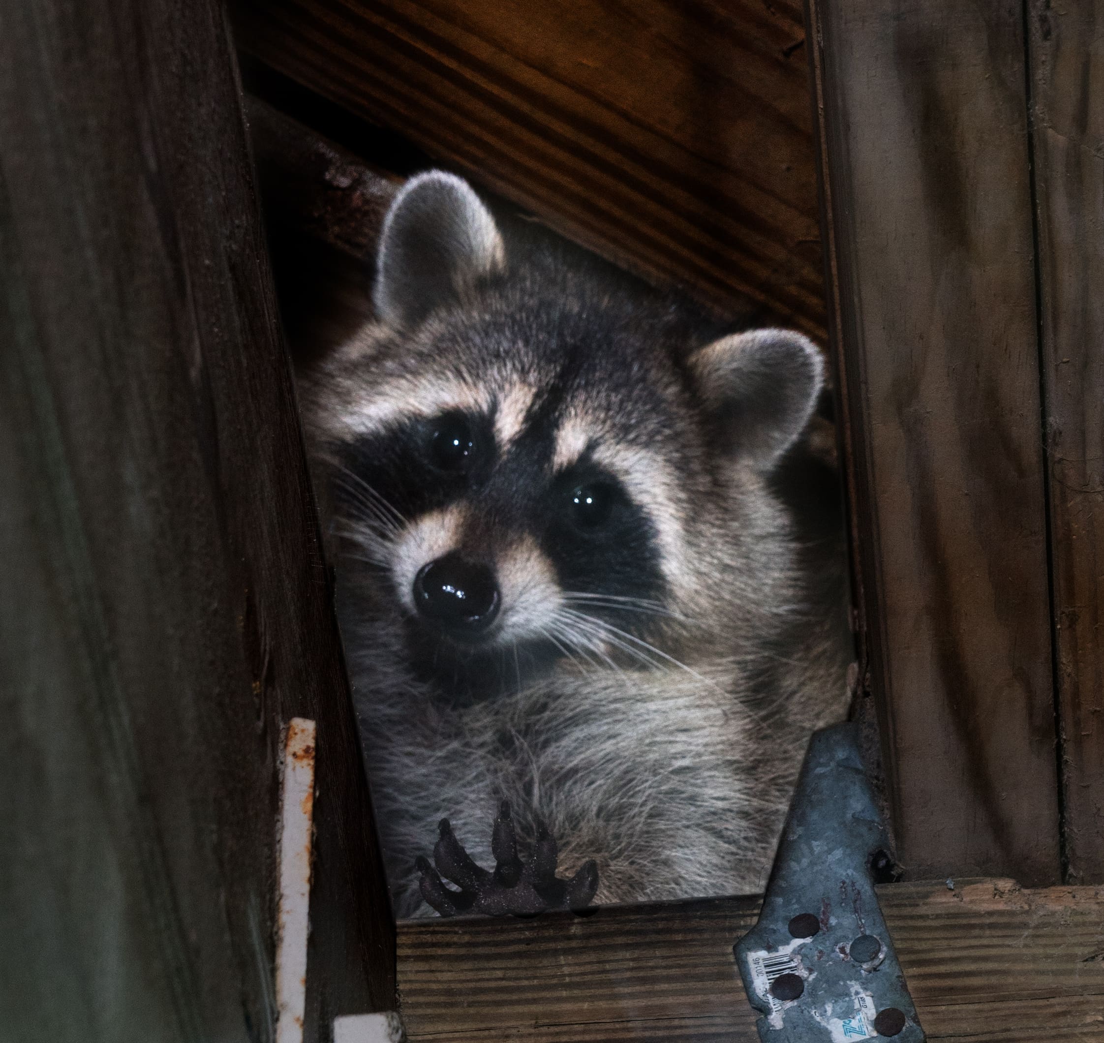 raccoon removal service raccoon removal service